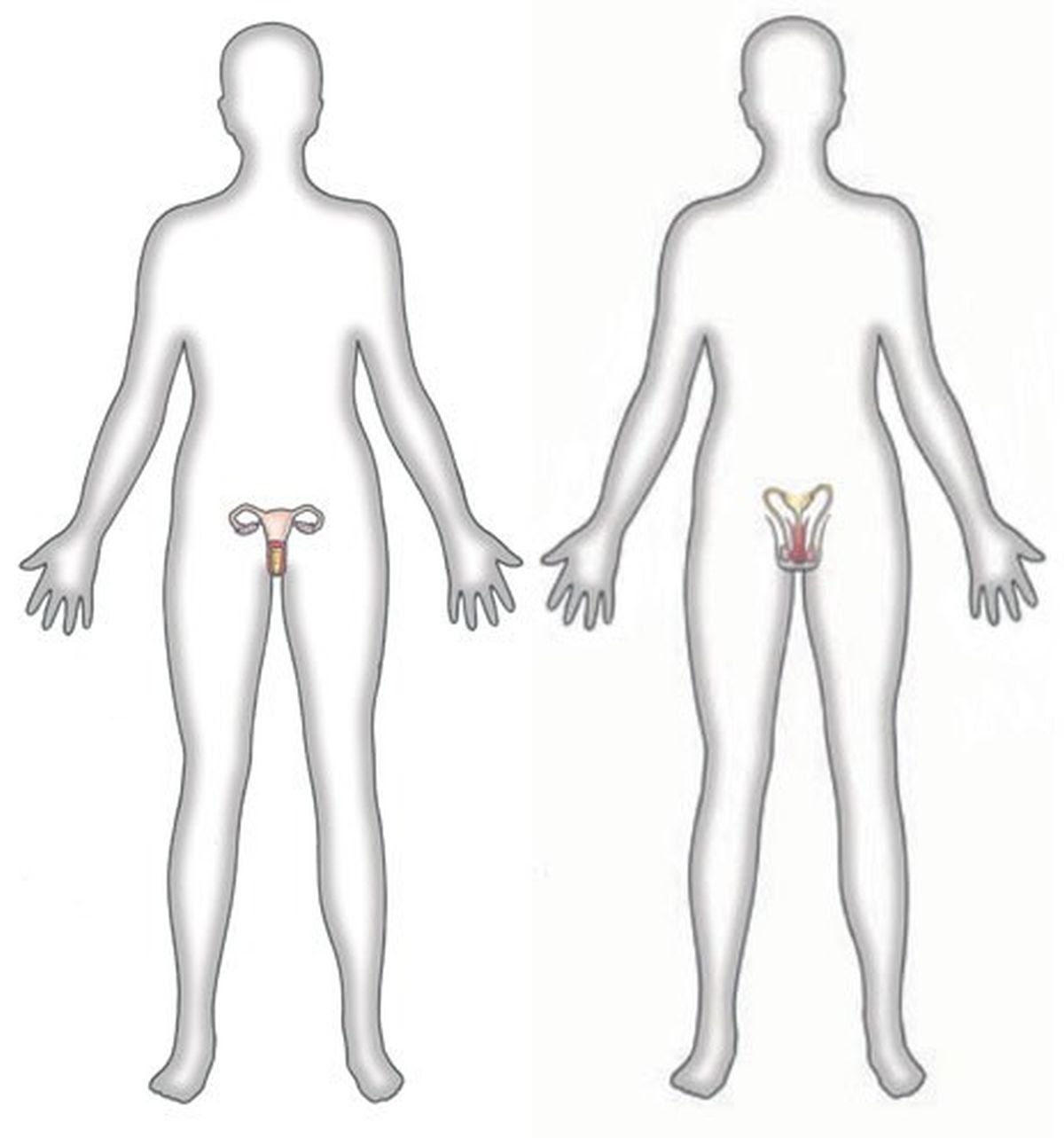 Male and female bodies.jpg